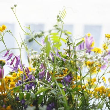 Blog Luna Herbs Wildkräuter_8 sekundäre Pflanzenstoffe die Du kennen solltest