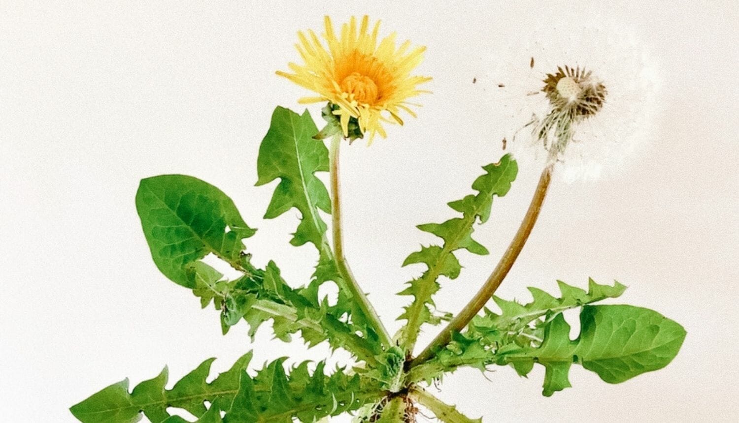 Luna Herbs_Wildkräuter Blog_ 8 sekundäre Pflanzenstoffe die Du kennen solltest3