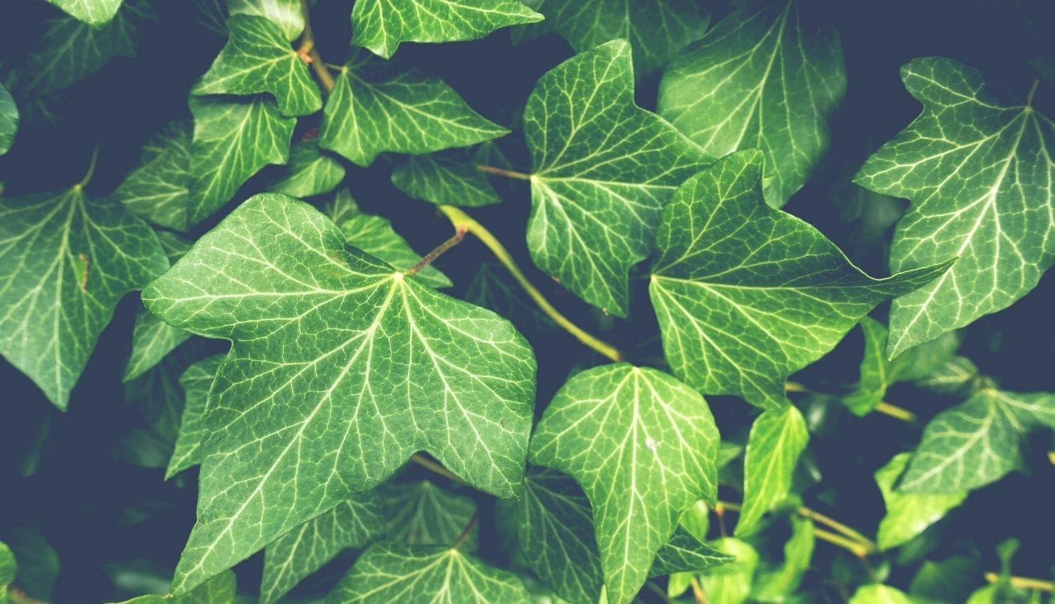 Luna Herbs_Wildkräuter Blog_ 8 sekundäre Pflanzenstoffe die Du kennen solltest6