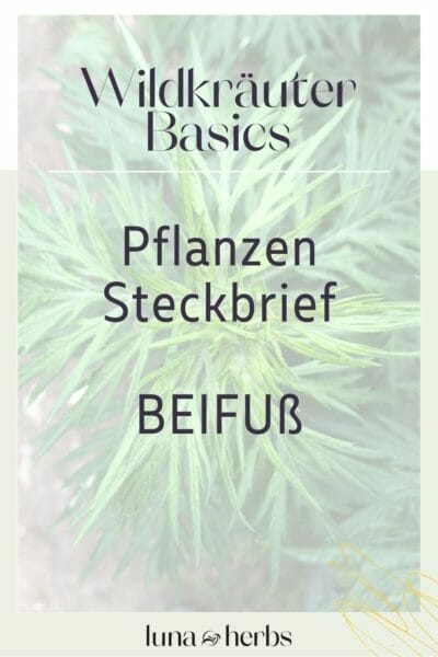 Pinterest_Luna Herbs_Wildkräuter Blog_Beifuß Pflanzensteckbrief9