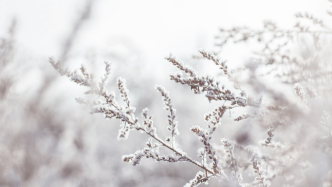 Luna Herbs_Blog_Winter